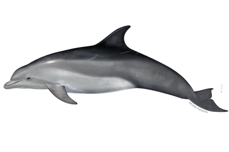 Bottlenose Dolphin